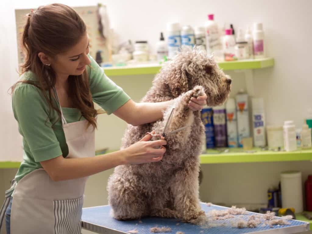 Assistant at a Local Pet Grooming Salon